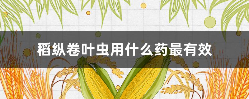 稻纵卷叶虫用什么药最有效 水稻卷叶虫用什么农药比较特效