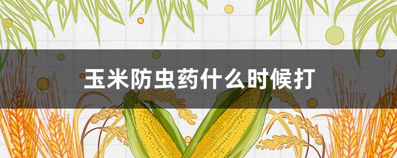 玉米防虫药什么时候打