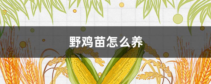 野鸡苗怎么养