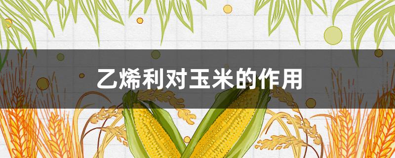 乙烯利对玉米的作用 乙烯利对玉米的作用和用法