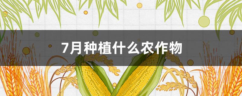 7月种植什么农作物