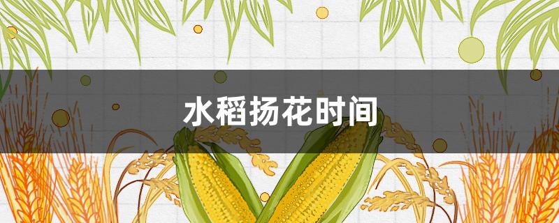 水稻扬花时间