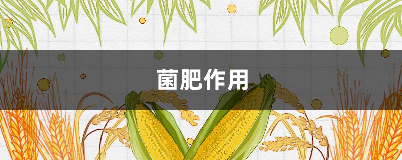 菌肥作用（使用菌肥的八大功效）