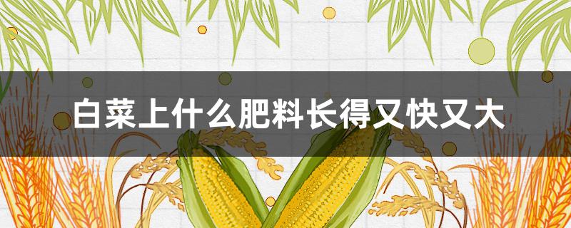 白菜上什么肥料长得又快又大