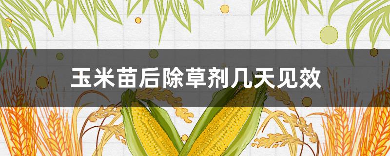 玉米苗后除草剂几天见效