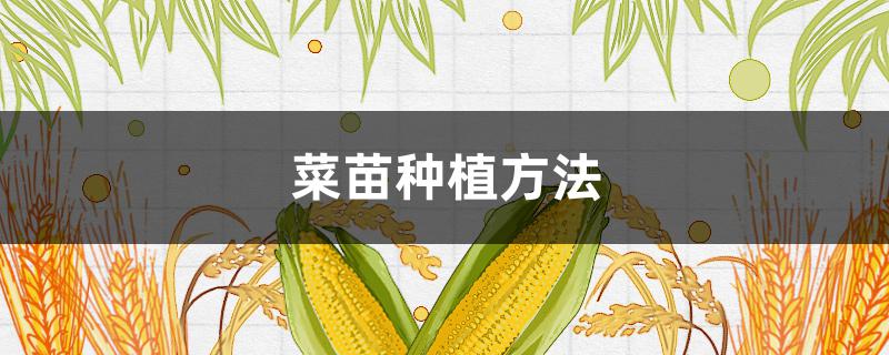 菜苗种植方法