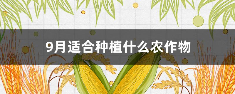 9月适合种植什么农作物