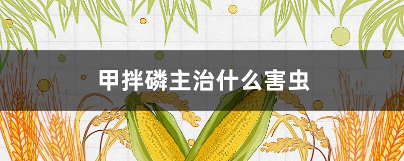 甲拌磷主治什么害虫 甲拌磷防治害虫的使用方法