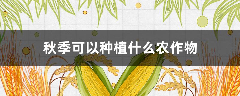 秋季可以种植什么农作物