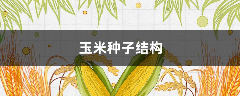 玉米种子结构 玉米种子结构简图