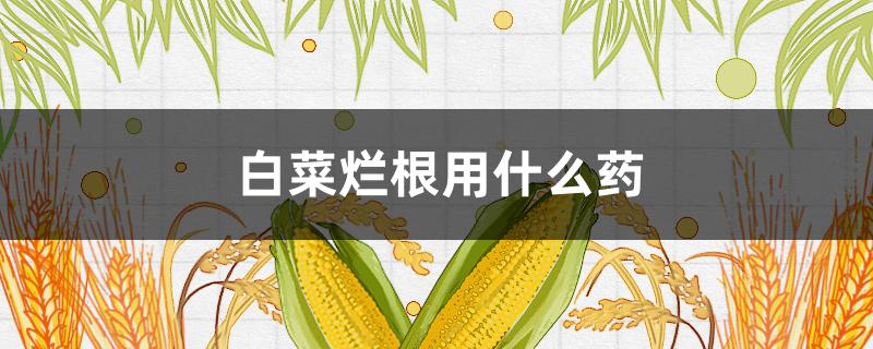 白菜烂根用什么药 白菜烂根用什么药?