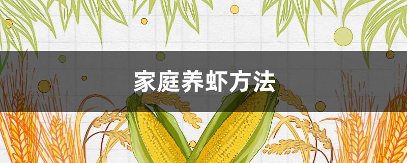 家庭养虾方法