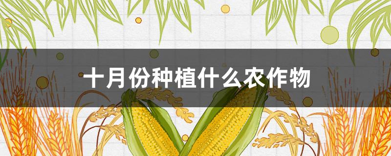 十月份种植什么农作物