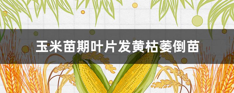 玉米苗期叶片发黄枯萎倒苗 玉米出苗后叶片发黄