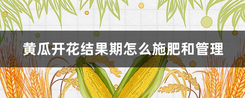 黄瓜开花结果期怎么施肥和管理 黄瓜开花结果期怎么施肥和管理视频
