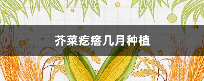 芥菜疙瘩几月种植（芥菜疙瘩几月份种植）