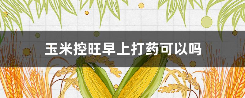 玉米控旺早上打药可以吗 玉米控旺上午可以打药吗