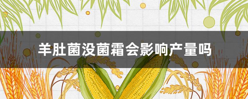 羊肚菌没菌霜会影响产量吗