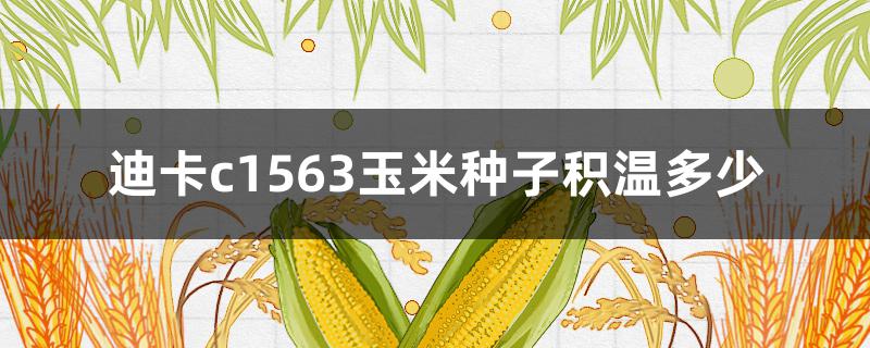 迪卡c1563玉米种子积温多少 迪卡c3061玉米种子积温多少