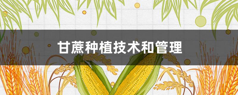 甘蔗种植技术和管理