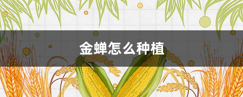 金蝉怎么种植（金蝉怎么种植养殖）