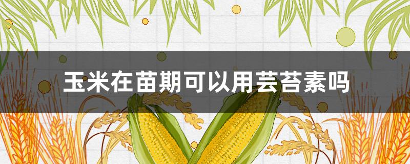 玉米在苗期可以用芸苔素吗