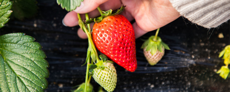 草莓长出很长的枝条怎么处理 草莓长出长长的那条怎么处理