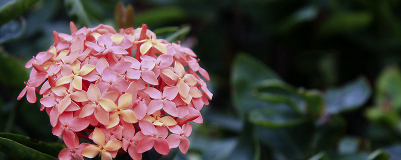 仙丹花的寓意（花丹的意思）