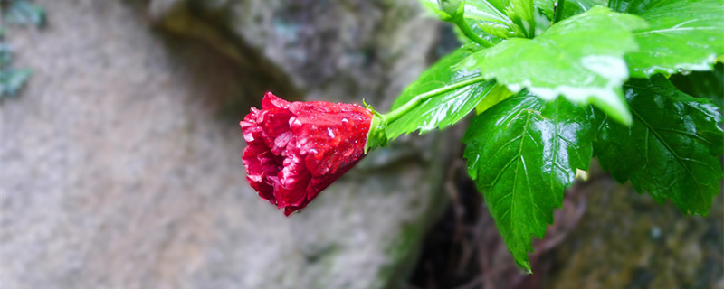 扶桑花的寓意和象征 红扶桑花的寓意