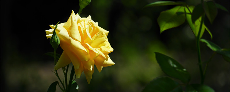 黄色玫瑰叫什么名字（黄色的玫瑰叫什么玫瑰）