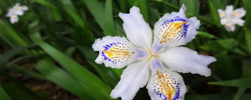 蓝蝴蝶花的养殖方法和注意事项 蓝蝴蝶花的种植方法