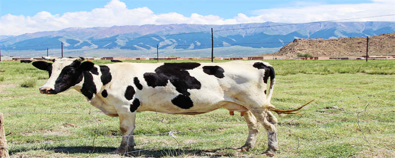 奶牛养殖技术 奶牛养殖技术是什么