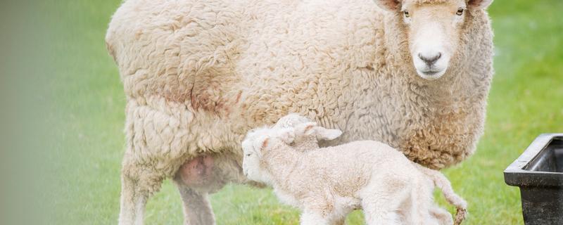 绵羊剪毛病的症状与治疗方法，绵羊剪羊毛的好处