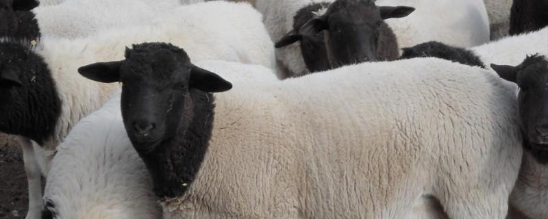 圈养杜泊羊养殖效益，饲草料成本 养杜泊羊养殖利润