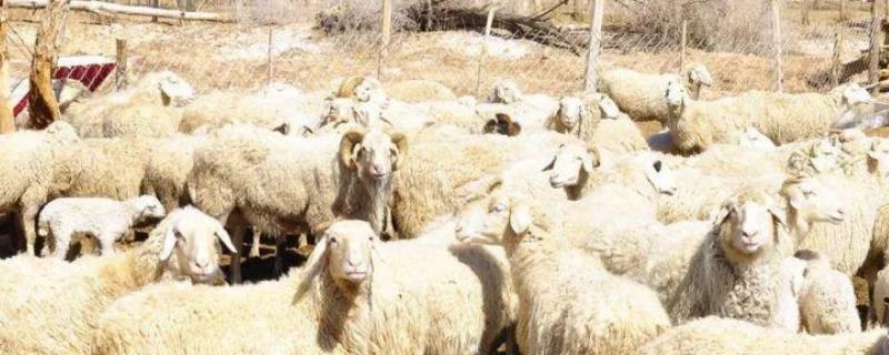 养羊的利润与成本，附羊舍的建设 养羊场羊舍的建造