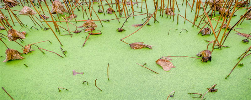 褐藻和绿藻的区别（褐藻是藻类吗）