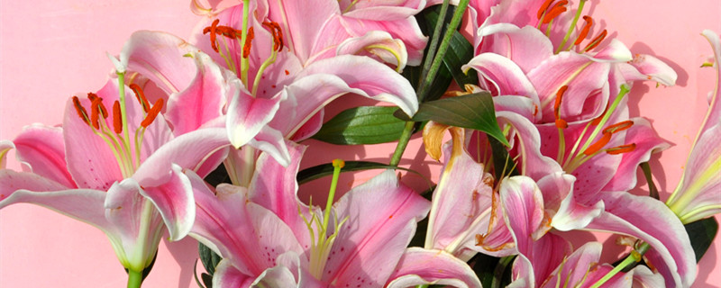 粉色百合花的花语和寓意 粉色百合的花语和象征意义