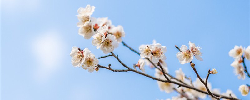 雀梅鲜切花如何养护（雀梅切花怎么养）