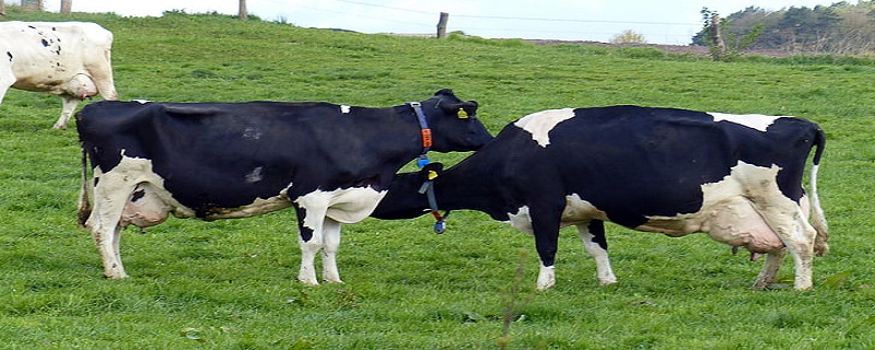 奶牛养殖技术（奶牛养殖技术基础）