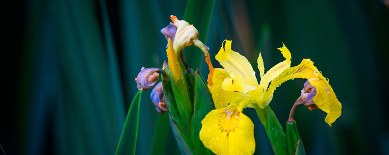 黄花鸢尾和黄菖蒲有什么区别 黄菖蒲和鸢尾花是一种花吗