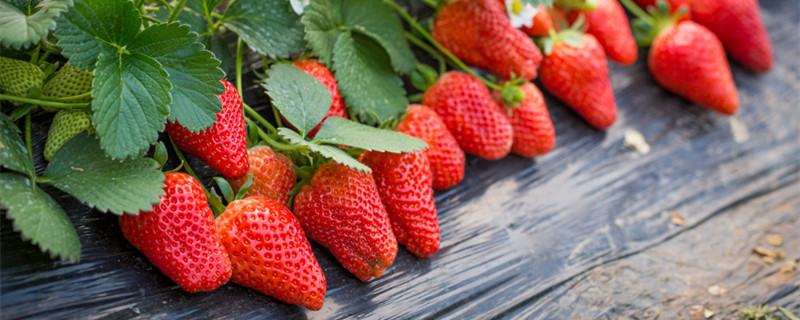 草莓为什么是被子植物（树莓是被子植物吗）