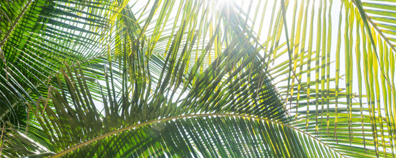 夏威夷椰子的养殖方法和注意事项 夏威夷椰子种植方法