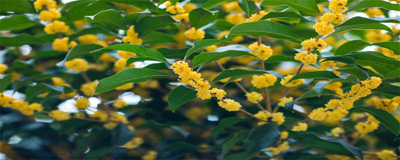 桂花树叶子发黄起锈斑是为什么（桂花树新长的叶子发黄有斑点怎么办?）