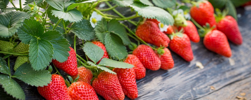 摘草莓的季节 什么适合摘草莓