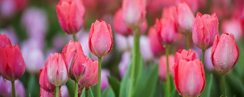 2至3月种郁金香种球能开花吗（郁金香花种球什么时候种）