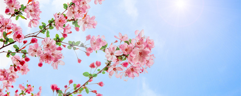 海棠花的花语是什么 海棠花代表的花语是什么?