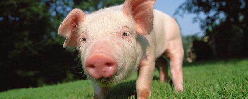 三十二种常见的猪病 三十二种常见的猪病及治疗方案