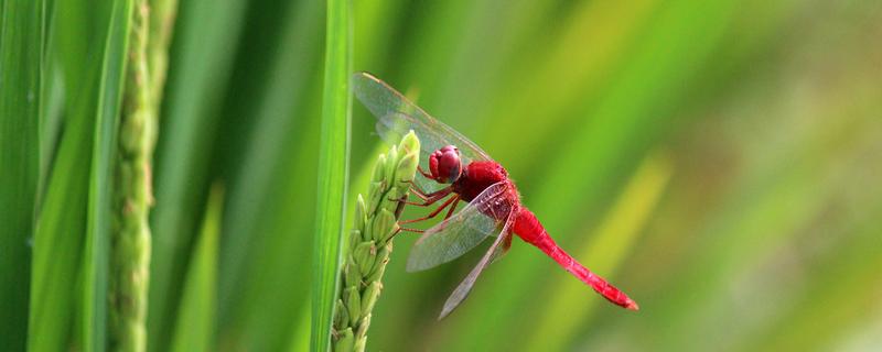 蜻蜓低飞的原因及预兆，蜻蜓低飞的原因