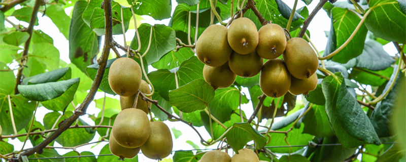弥猴桃怎么种植 弥猴桃怎么种植产量高?
