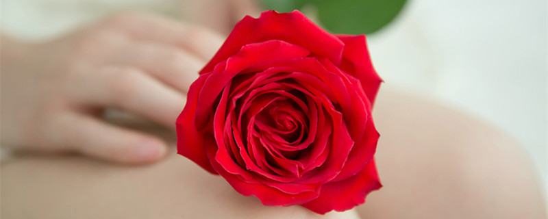 一朵玫瑰花代表什么意思（微信送一朵玫瑰花代表什么意思）